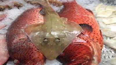 أريد سمكتي.. حملة لبنانية تتصدر تريندات تويتر.. والجيش يتدخل