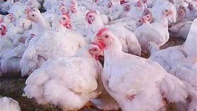 جامعة العريش تطرح دواجن بأسعار مخفضة للمواطنين