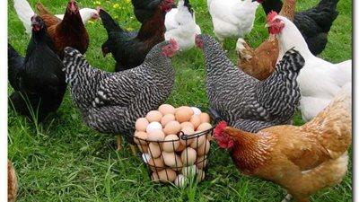 أسعار الدواجن والبيض اليوم الخميس 22 ديسمبر 2022 في الأسواق