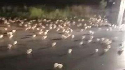 شعبة الدواجن تكشف مفاجآت عن فيديو دهس الكتاكيت..فيديو