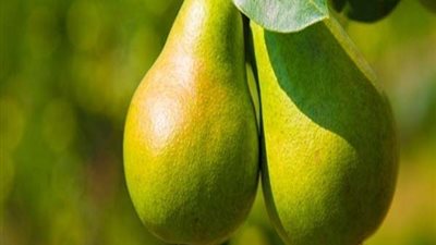 مصرع مزارع وشاب بطريقة بشعة