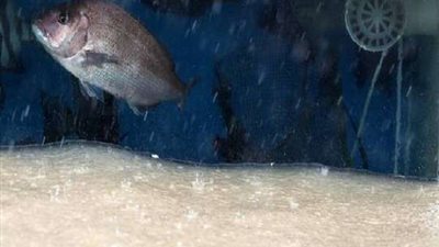 رئيس زامبيا ينعى 