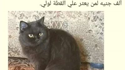 أسرة تعرض مكافأة مالية للبحث عن قطة في بني سويف
