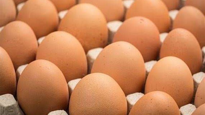 سعر كرتونة البيض