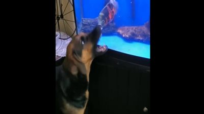 بالفيديو.. رجل أعمال يخنق كلبه ويسحله بطريقة بشعة