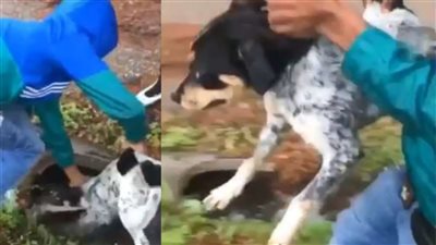 بلا رحمة.. مراهقون يغرقون كلب تحت الماء بغرض الشهرة