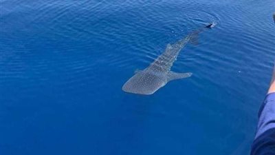 حوتين ضل طريقهما في نهر مليء بالتماسيح.. تفاصيل