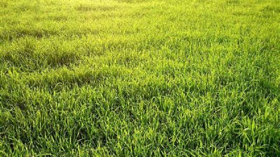 الزراعة تنظم دورة للاستخدام الآمن والفعال لمبيدات الحشائش بالشرقية