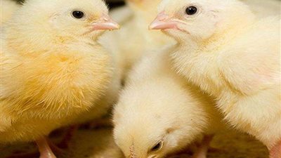 أحمد موسى: سوق العلف اتضربت والكتكوت بقي بـ 4 جنيهات بعد ما كان بيموتوه.. فيديو