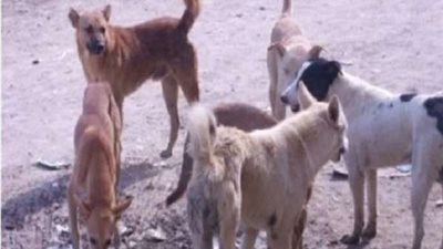 مصرع طبيبة شابة من الخوف في حدائق الأهرام