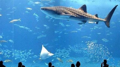 بحث جديد يكشف نوع أضخم أسماك الأرض