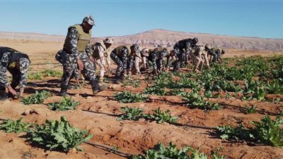 القوات المسلحة: اكتشاف وتدمير  160 مزرعة لنبات الخشخاش بإجمالي مساحة 173فداناً