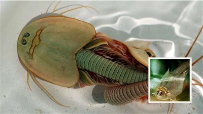 عاش منذ 550 مليون عام.. روبيان الديناصورات يظهر من جديد