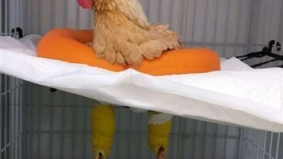 عملية بـ 7000 للدجاجة 