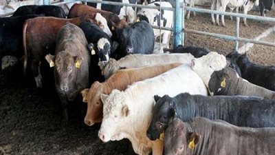 الزراعة : اعتماد 27 مليون جنيه للمشروع القومي للبتلو