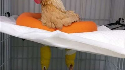 طبيب برازيلى يكذب إجراء عملية جراحية للدجاجة 