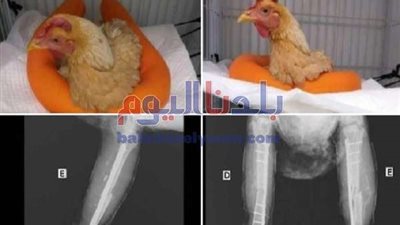 الخدعة الكُبرى.. المصريون يُهاجمون طبيب شاب بسبب كذبة الدجاجة 