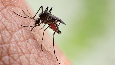 قبل بداية الشتاء| أمراض ينقلها البعوض.. الأسباب وطرق الوقاية