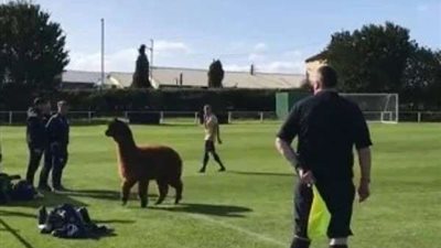 حيوان يقتحم مباراة كرة قدم ويطارد اللاعبين