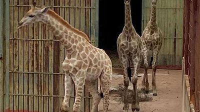 تعرف على موعد بدء تطوير حديقة الحيوان بالجيزة