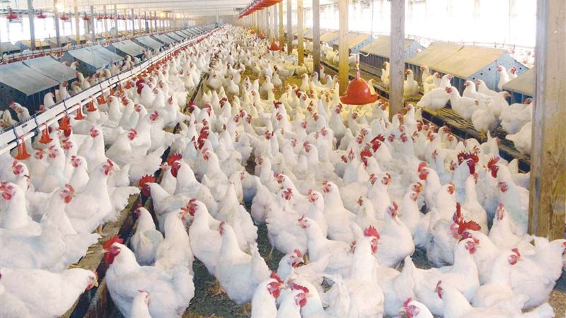 أسعار الدواجن اليوم