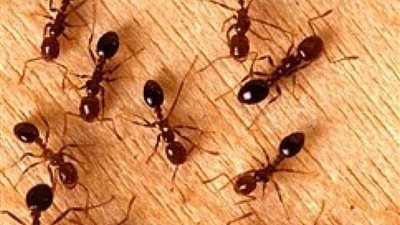 رجل يتحدى كورونا ويؤسس مشروعًا لبيع 