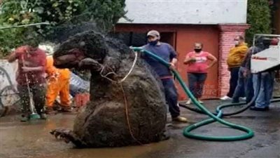 فأر بـ حجم الدب يرعب المواطنين 