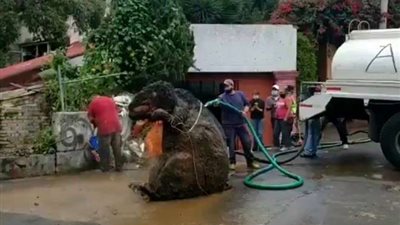 اكتشاف فأر عملاق فى أنفاق صرف صحى بالمكسيك