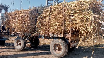 290 جنيه زيادة.. التموين: توريد 277 ألف طن قصب لمصانع السكر بأسوان والأقصر