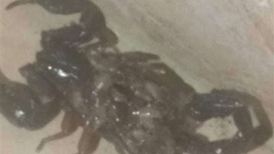 مواطن يقتل عقربة تحمل 28 عقربًا صغير.. تفاصيل