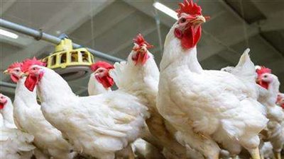 فيديو.. سهير جودة: إلى متى تستمر الزيادة في أسعار الدواجن؟