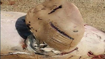 بالصور.. حكاية نفوق عروسة البحر 