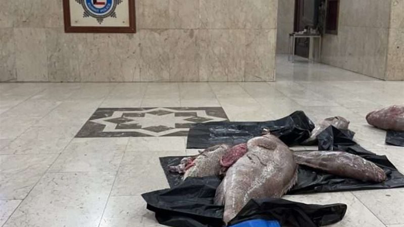 المضبوطات