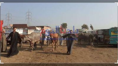 بسبب كورونا.. غلق سوق الدواخلية بالمحلة يتسبب فى زيادة أسعار اللحوم والتجار يستغيثون