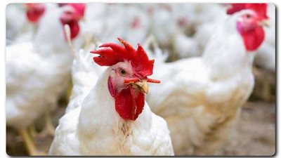 أسعار الدواجن اليوم الأربعاء 11-1-2023