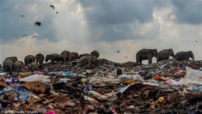 باحثون يكشفون عن مفاجأة صادمة داخل معدة أفيال تتغذى على القمامة