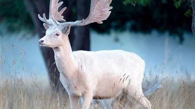 اختفاء غزالين ينهي حياة مسؤول بـ تايلاند