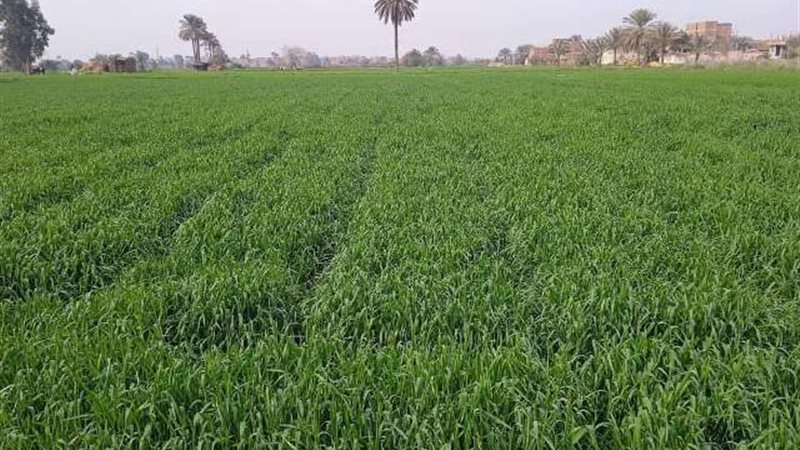 زراعة الشرقية