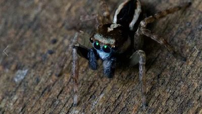 سيدة تكتشف بالصدفة حشرة نادرة بملامح مبهرة 