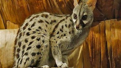 بعد فرض الحظر.. لأول مرة ظهور حيوان نادر في الجزائر