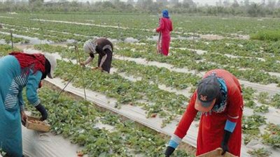 القومي للمرأة يفتح أهم الملفات حول عمل المرأة في القطاع الزراعي