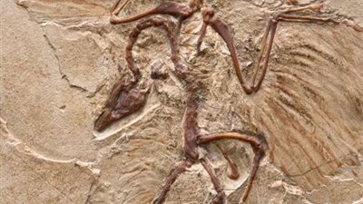 اكتشاف أنواع جديدة من الديناصورات ثنائية الأصابع