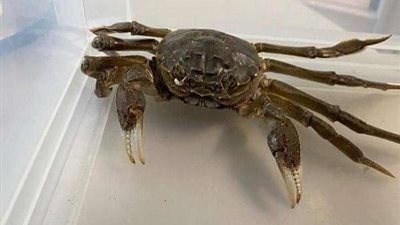 الشرطة الألمانية تلقي القبض على 