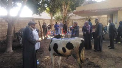 بيطرى المنوفية:  تحصين 253 ألف رأس ماشية
