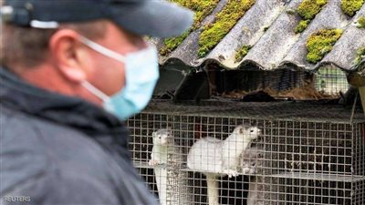 إعدام 2.5 مليون حيوان في الدنمارك