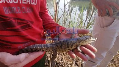 ننشر الصور الأولى لـ تمساح عثر عليه ببحر شبين بالمحلة