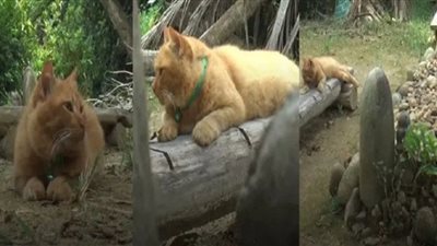 قطة تزور قبر صاحبها كل يوم منذ وفاته