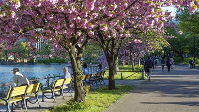 حديقة أوينو بارك اليابانية.. واحة خضراء تجمع أصالة الماضي وحداثة الحاضر