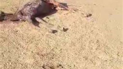 مقبرة جديدة للحمير.. العثور على 1000 هيكل عظمي في صحراء الفيوم