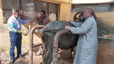 محافظ الإسماعيلية: بدء الحملة القومية للتحصين ضد مرض الجلد العقدى وجدرى الأغنام